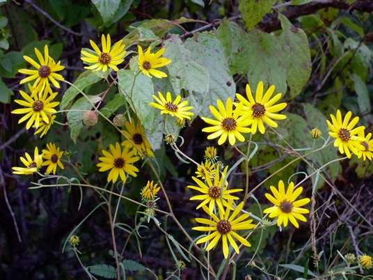 {Helianthus angustifolius}